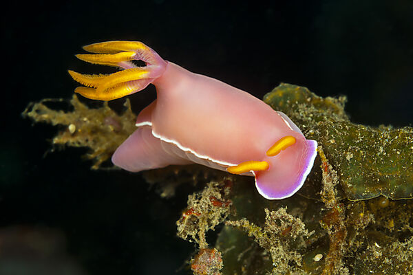 Rosa Prachsternschnecke, Hypselodoris bullockii, Bali, Indonesien