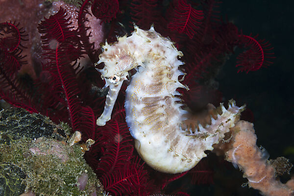 Dorniges Seepferdchen, Hippocampus histrix, Bali, Indonesien