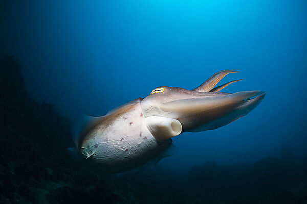 Breitkeulen-Sepie, Sepia latimanus, Bali, Indonesien