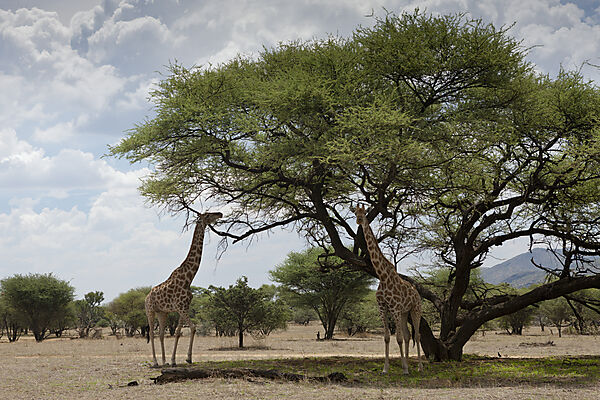 Angola-Giraffen, Giraffa camelopardalis angoloensis, Namibia