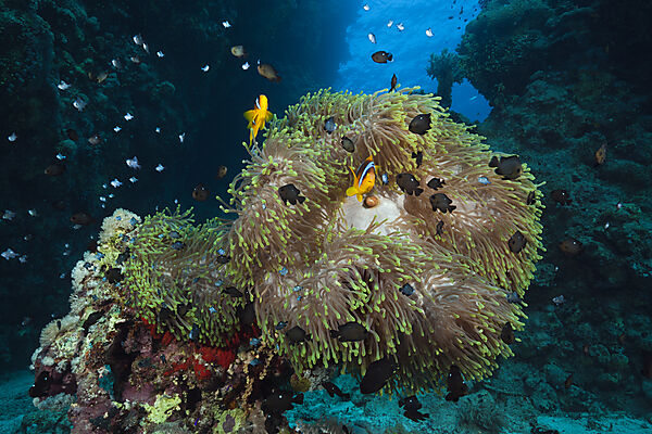 Twobar Anemonefish in Coral Reef, Amphiprion bicinctus, Red Sea, Dahab, Egypt