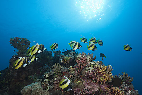 Shoal of Red Sea Bannerfish, Heniochus intermedius, Red Sea, Dahab, Egypt