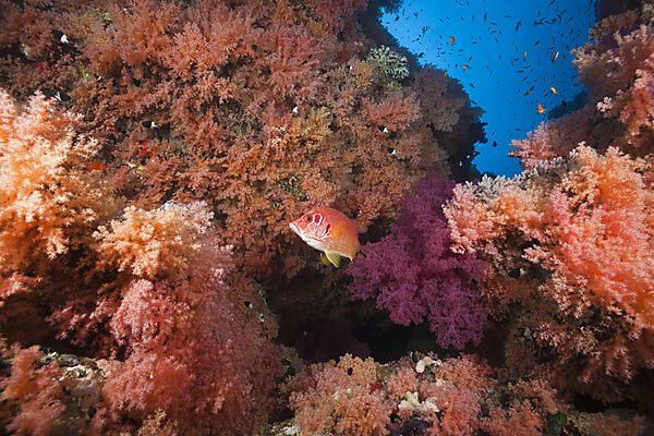 Colored Soft Coral Reef, Red Sea, Ras Mohammed, Egypt