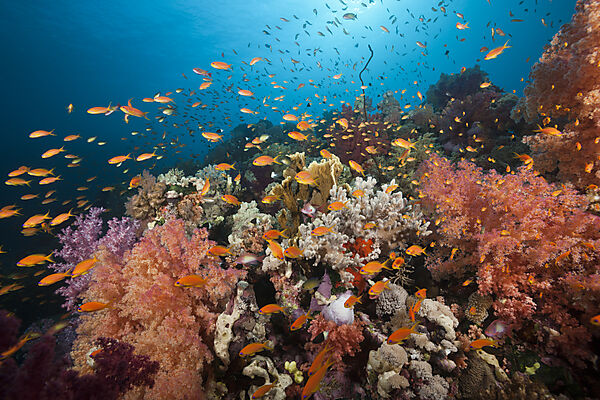 Lyretail Anthias over Coral Reef, Pseudanthias squamipinnis, Red Sea, Ras Mohammed, Egypt