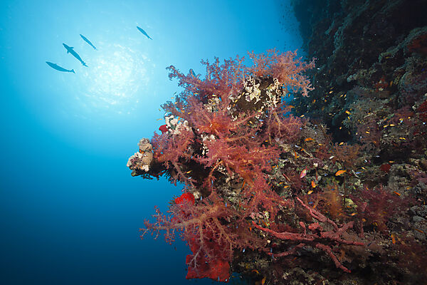 Colored Soft Coral Reef, Red Sea, Dahab, Egypt