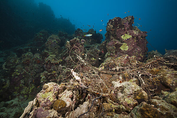 Fischernetz in Korallenriff, Rotes Meer, Aegypten