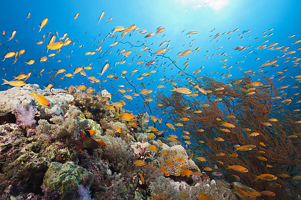 Lyretail Anthias over Coral Reef, Pseudanthias squamipinnis, Red Sea, Ras Mohammed, Egypt