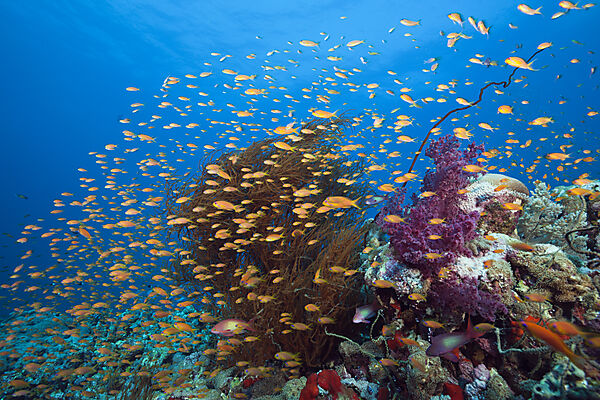 Lyretail Anthias over Coral Reef, Pseudanthias squamipinnis, Red Sea, Ras Mohammed, Egypt