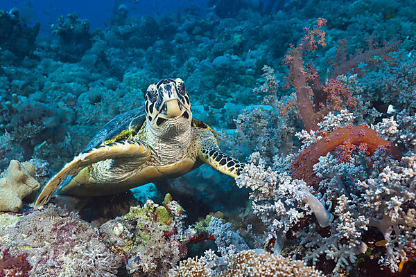 Hawksbill Sea Turtle, Eretmochelys imbricata, Red Sea, Ras Mohammed, Egypt