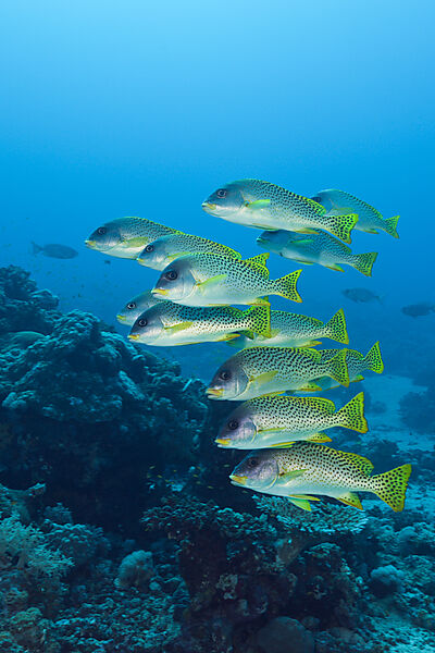 Shoal of Blackspotted Sweetlips, Plectorhinchus gaterinus, Red Sea, Dahab, Egypt