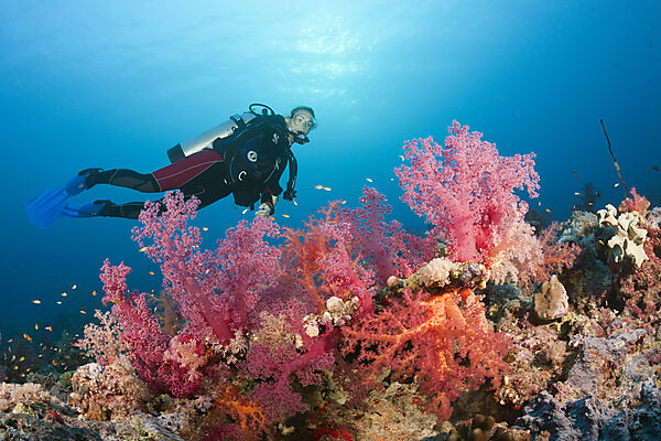Scuba Diver over Coral Reef, Red Sea, Ras Mohammed, Egypt