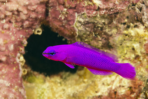 Purple Dottyback, Pseudochromis fridmani, Red Sea, Dahab, Egypt