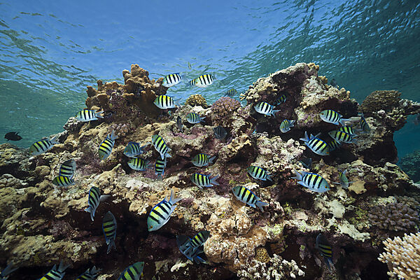 Shoal of Sergeant Damselfish spawning, Abudefduf vaigiensis, Red Sea, Dahab, Egypt