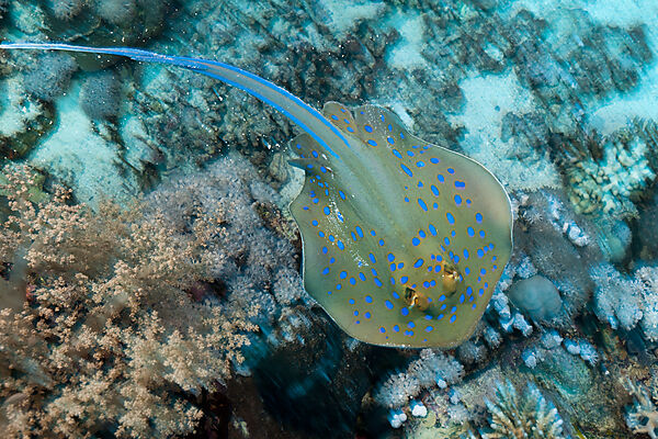 Bluespotted Ribbontail Ray, Taeniura lymma, Red Sea, Dahab, Egypt