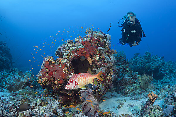 Scuba diver and Squirrelfish, Sargocentron spiniferum, Red Sea, Dahab, Egypt