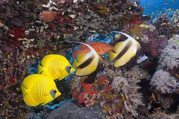 Red Sea Bannerfish and Masked Butterflyfish, Heniochus intermedius, Chaetodon semilarvatus, Red Sea, Dahab, Egypt