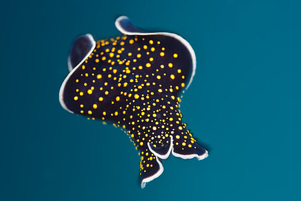 Gold dpotted Flatworm, Thysanuzoon flavomaculatum, Red Sea, Dahab, Egypt