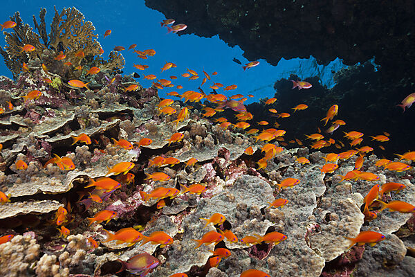 Lyretail Anthias over Coral Reef, Pseudanthias squamipinnis, Red Sea, Dahab, Egypt