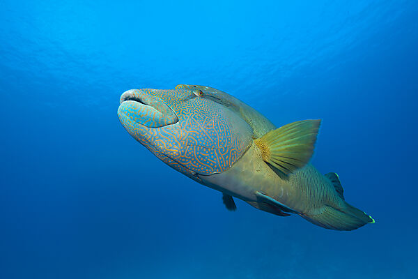 Humphead Wrasse, Cheilinus undulatus, Red Sea, Dahab, Egypt