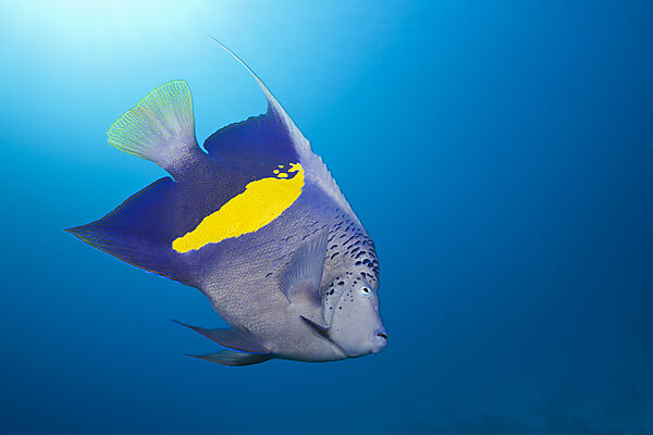 Yellowbar Angelfish, Pomacanthus maculosus, Red Sea, Dahab, Egypt