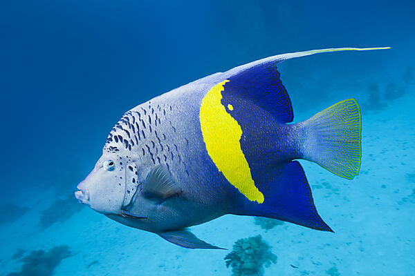 Yellowbar Angelfish, Pomacanthus maculosus, Red Sea, Dahab, Egypt
