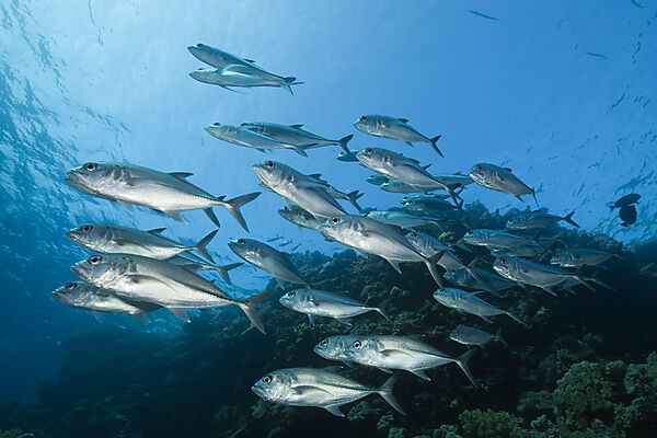 Shoal of Bigeye Trevally, Caranx sexfasciatus, Red Sea, Ras Mohammed, Egypt