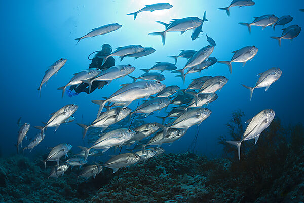 Shoal of Bigeye Trevally, Caranx sexfasciatus, Red Sea, Ras Mohammed, Egypt