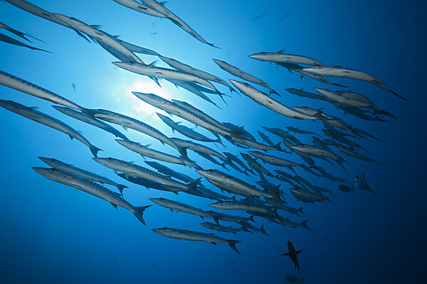 Shoal of Blackfin Barracuda, Sphyraena qenie, Red Sea, Ras Mohammed, Egypt