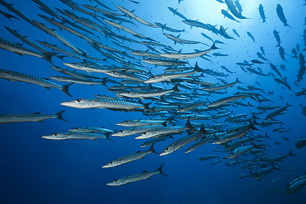 Shoal of Blackfin Barracuda, Sphyraena qenie, Red Sea, Ras Mohammed, Egypt