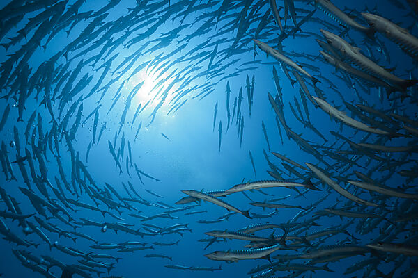 Shoal of Blackfin Barracuda, Sphyraena qenie, Red Sea, Ras Mohammed, Egypt