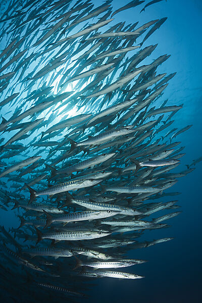 Shoal of Blackfin Barracuda, Sphyraena qenie, Red Sea, Ras Mohammed, Egypt