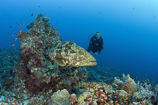 Scuba Diver and Malabar Grouper, Epinephelus malabaricus, Red Sea, Ras Mohammed, Egypt