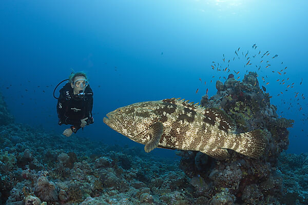 Scuba Diver and Malabar Grouper, Epinephelus malabaricus, Red Sea, Ras Mohammed, Egypt