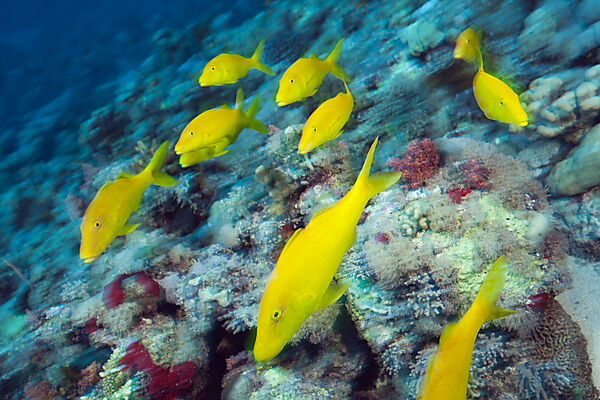 Schwarm Gelbe Meerbarben, Parupeneus cyclostomus, Rotes Meer, Ras Mohammed, Aegypten