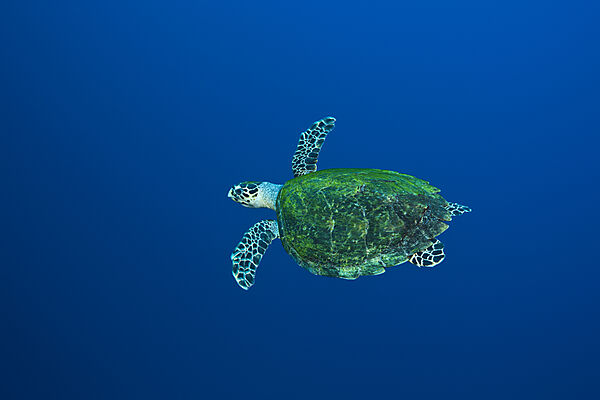 Echte Karettschildkroete, Eretmochelys imbricata, Rotes Meer, Ras Mohammed, Aegypten