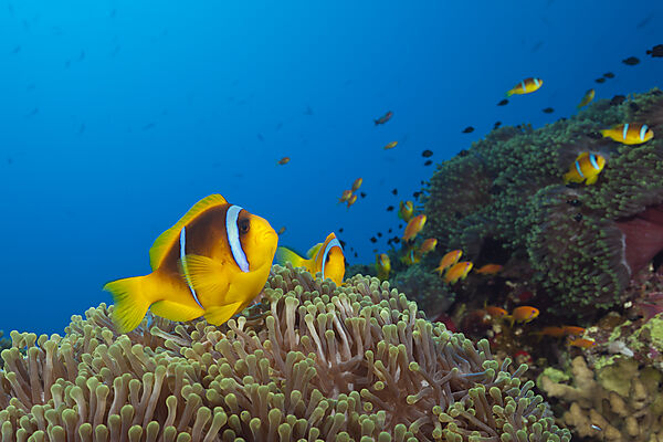 Rotmeer-Anemonenfische im Riff, Amphiprion bicinctus, Rotes Meer, Ras Mohammed, Aegypten