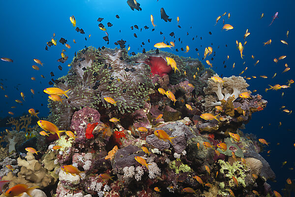 Korallenriff mit Harems-Fahnenbarschen, Pseudanthias squamipinnis, Rotes Meer, Ras Mohammed, Aegypten