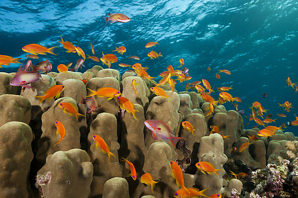 Korallenriff mit Harems-Fahnenbarschen, Pseudanthias squamipinnis, Rotes Meer, Ras Mohammed, Aegypten