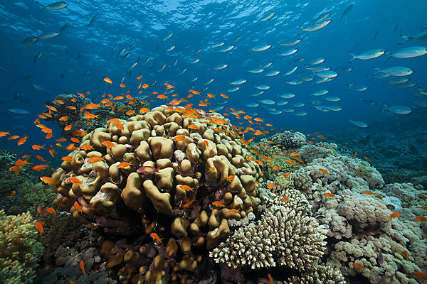 Korallenriff mit Harems-Fahnenbarschen, Pseudanthias squamipinnis, Rotes Meer, Ras Mohammed, Aegypten