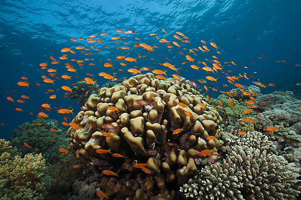 Korallenriff mit Harems-Fahnenbarschen, Pseudanthias squamipinnis, Rotes Meer, Ras Mohammed, Aegypten