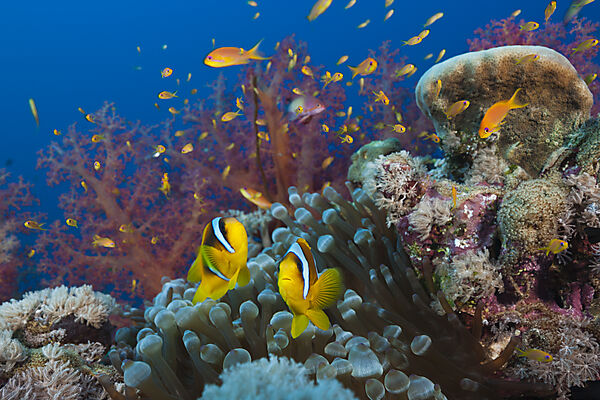 Rotmeer-Anemonenfische im Riff, Amphiprion bicinctus, Rotes Meer, Ras Mohammed, Aegypten