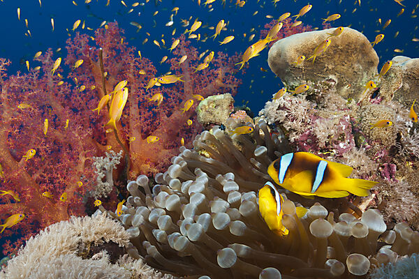 Rotmeer-Anemonenfische im Riff, Amphiprion bicinctus, Rotes Meer, Ras Mohammed, Aegypten
