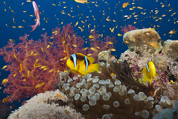 Rotmeer-Anemonenfische im Riff, Amphiprion bicinctus, Rotes Meer, Ras Mohammed, Aegypten