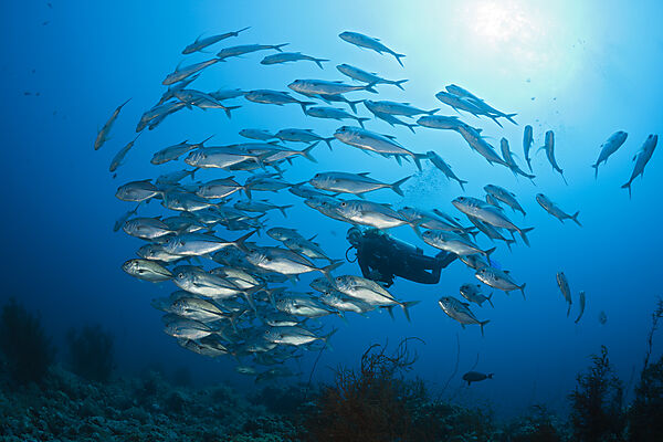 Taucher und Schwarm Grossaugen-Stachelmakrelen, Caranx sexfasciatus, Sanganeb, Rotes Meer, Sudan