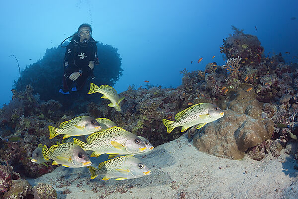 Taucher und Schwarzgepunktete Suesslippen, Plectorhinchus gaterinus, Sanganeb, Rotes Meer, Sudan