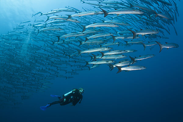 Taucher und Schwarm Dunkelflossen-Barrakudas, Sphyraena qenie, Shaab Rumi, Rotes Meer, Sudan