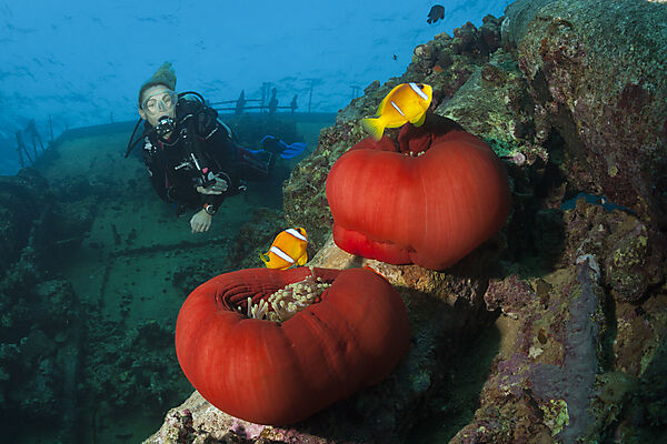 Scuba Diver at Umbria Wreck, Wingate Reef, Red Sea, Sudan