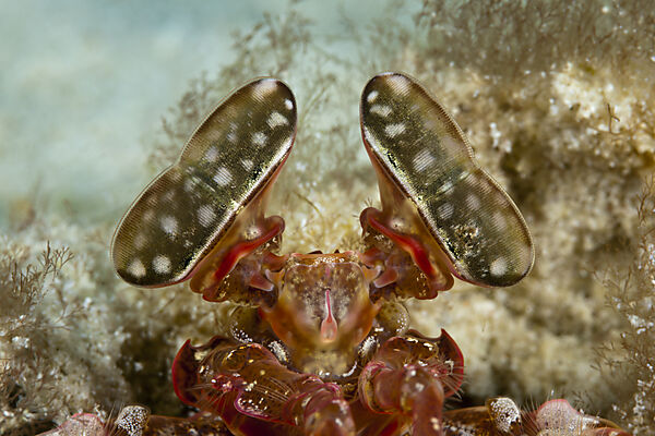 Komplexaugen eines Speer-Fangschreckenkrebs, Lysiosquillina sp., Ambon, Molukken, Indonesien
