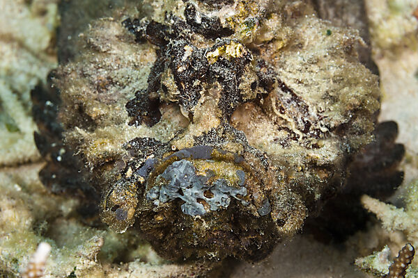 Echter Steinfisch, Synanceia verrucosa, Ambon, Molukken, Indonesien