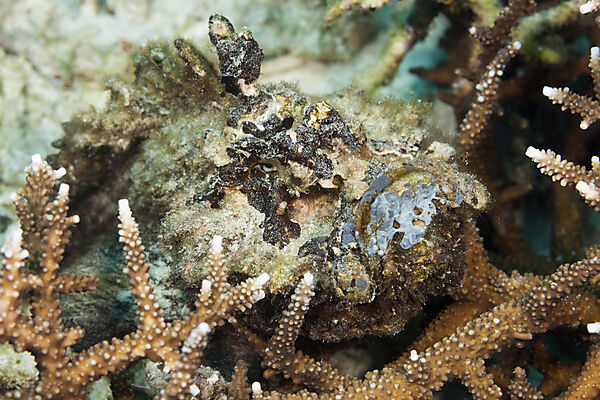 Echter Steinfisch, Synanceia verrucosa, Ambon, Molukken, Indonesien